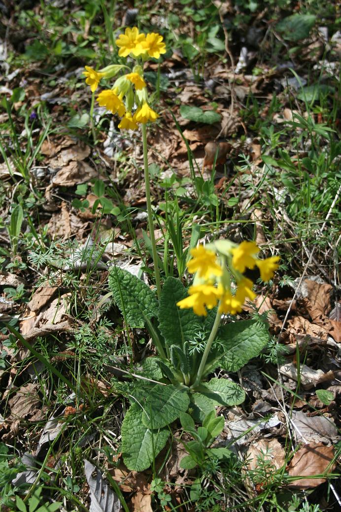 Primula veris / Primula odorosa